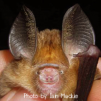 Hipposideros cineraceus